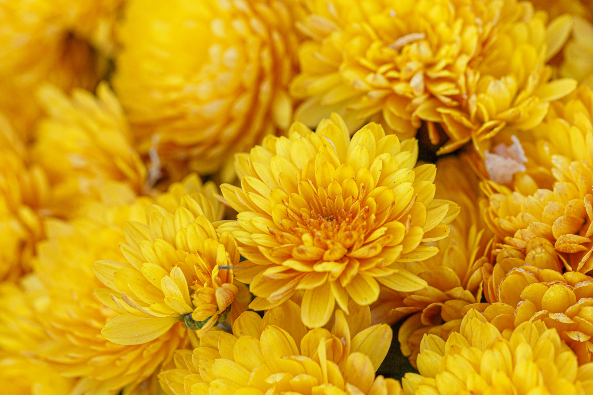 Chinese Funeral Flowers