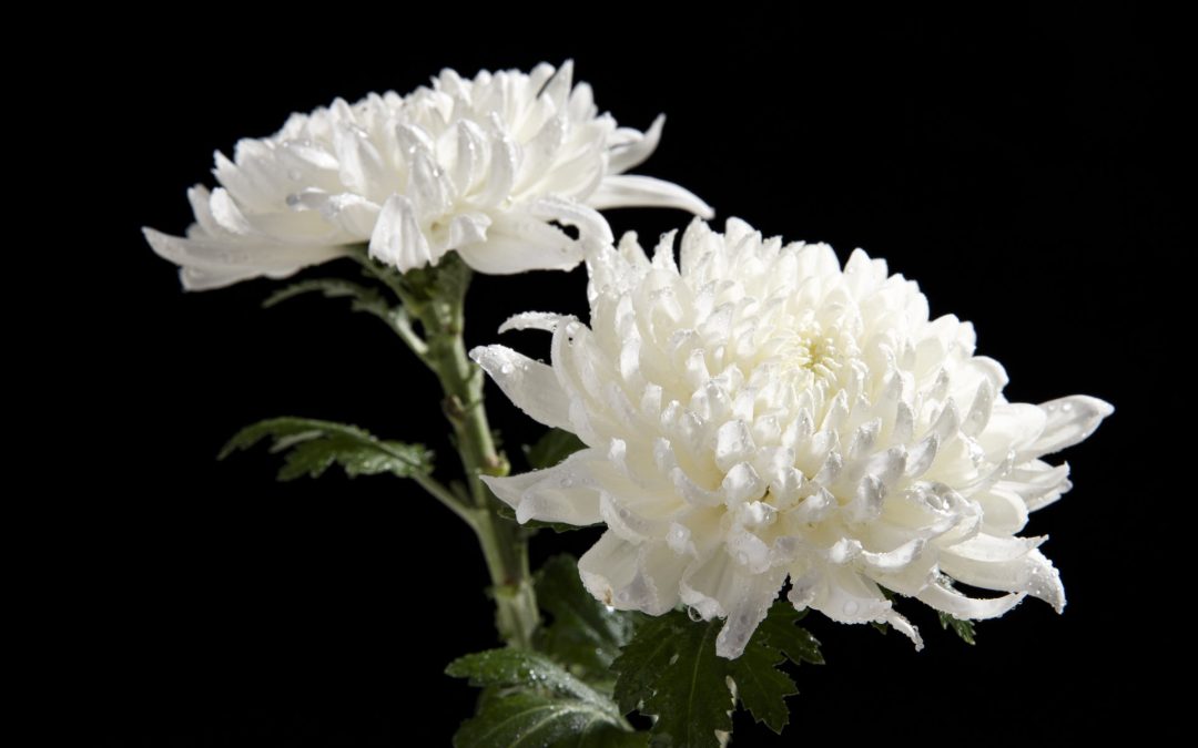 A Guide to Chinese Funeral Flowers in Singapore