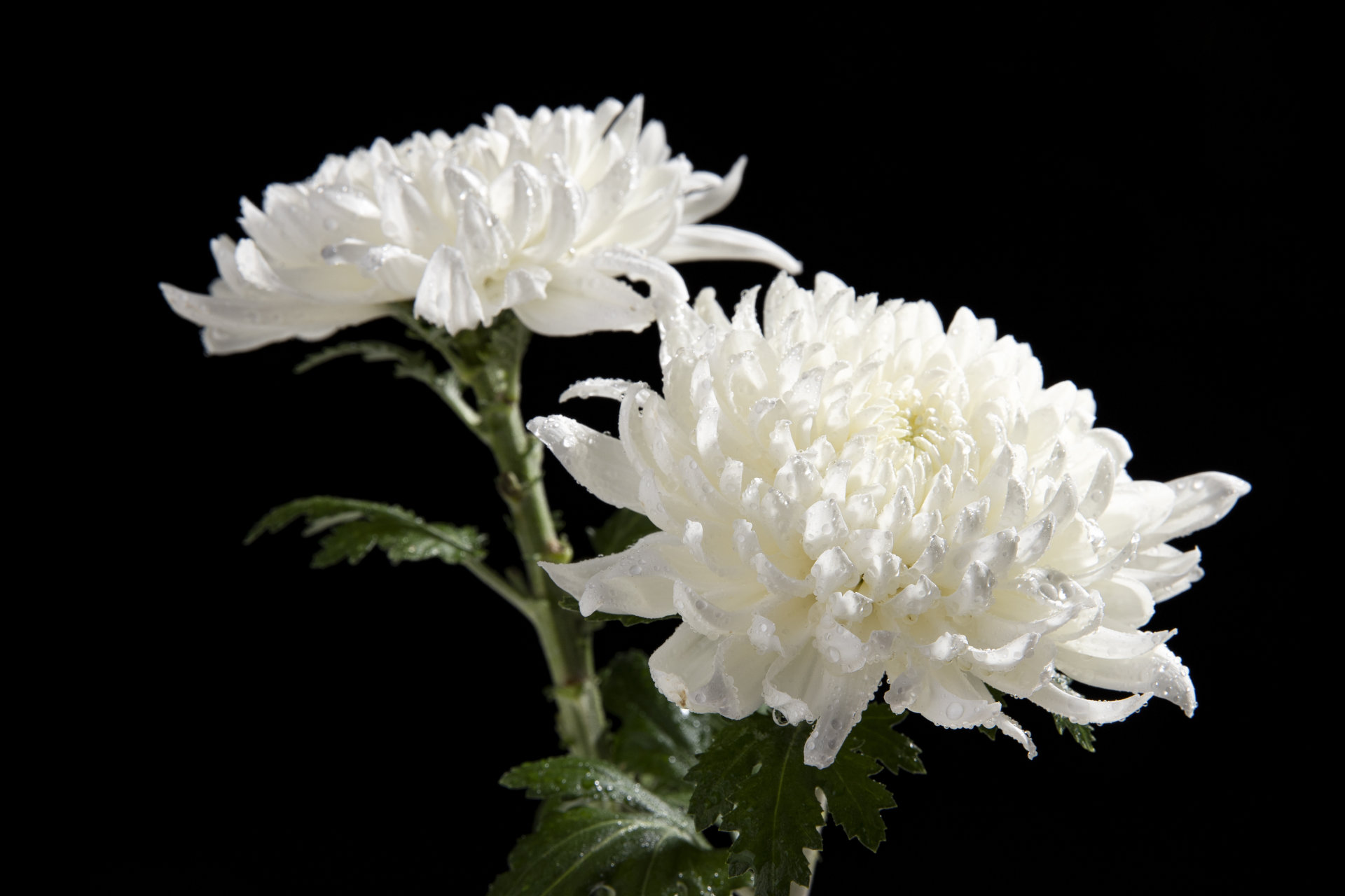 Chinese Funeral Flowers